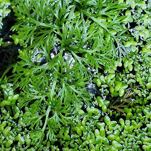 ירוק | מים ספרייט בעציץ קל לחיות אקווריום צמחים לאקווריום קישוט מים מתוקים